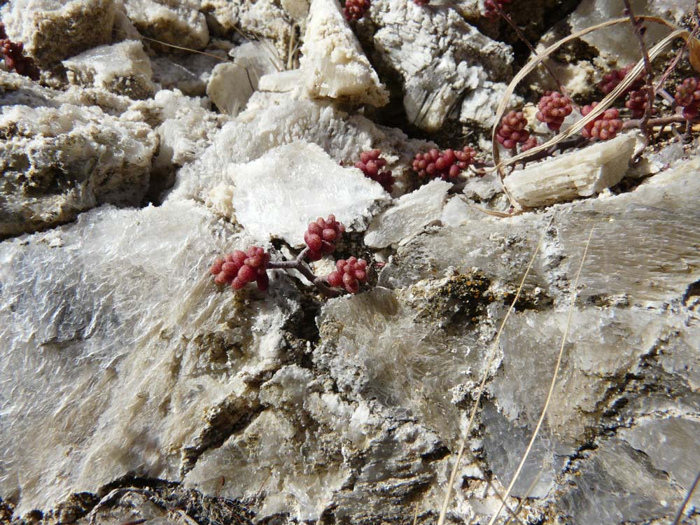 Sedum gypsicola / Borracina dei gessi